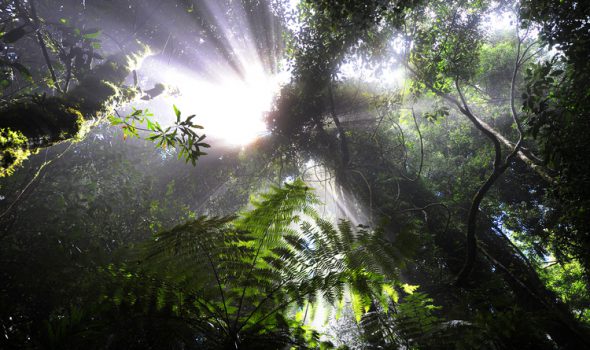 Rays In The Rainforest
